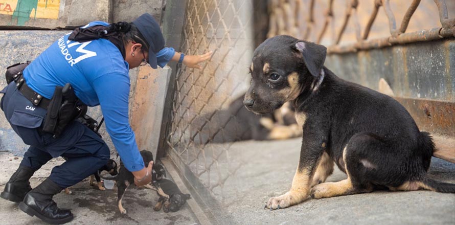 Alcaldía capitalina rescata camada de cachorros que alguien abandonó en pleno centro