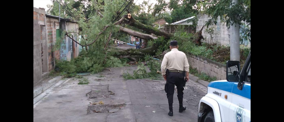 Retiran árboles que cayeron cerca del Instituto Nacional de Ilobasco