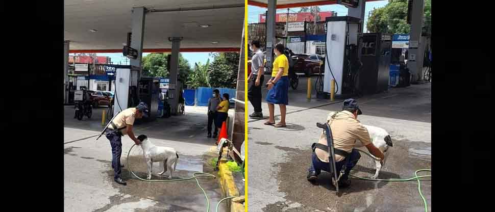 Vigilante se gana el corazón de salvadoreños tras ser captado ayudando a perrito a sofocarle el calor