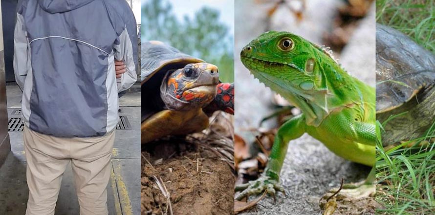 Detienen a salvadoreño que transportaba varias especies exóticas en Guatemala