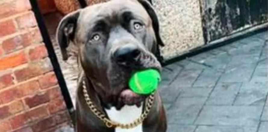 Mujer muere tras ser atacada por su propio perro; no soportó las graves heridas