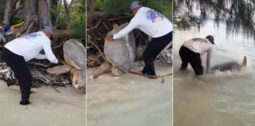 Aplauden a turista que liberó a una tortuga que estaba enredada en las raíces de un árbol