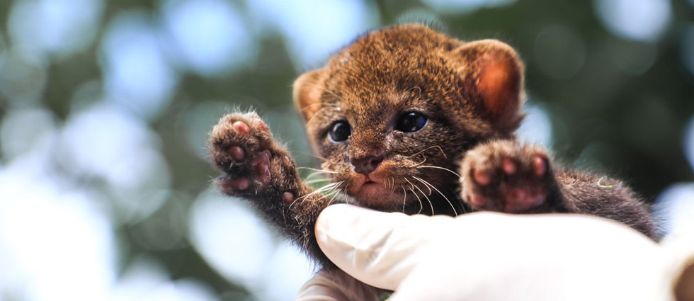 MARN atiende a cría de gato zonto que, al parecer, vivía como animal doméstico