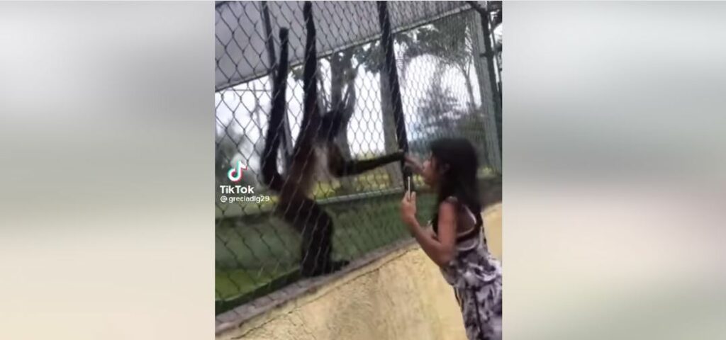 Niña que molestaba a un mono enjaulado se lleva la lección de su vida | VIDEO