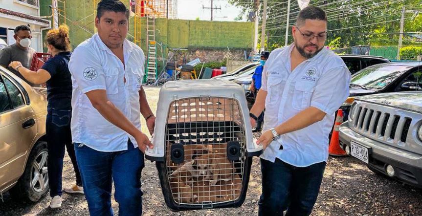 Rescatan a cinco perritos que fueron abandonados en un basurero de San Salvador