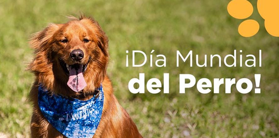 Hoy se celebra en día mundial del perro, entérate por qué