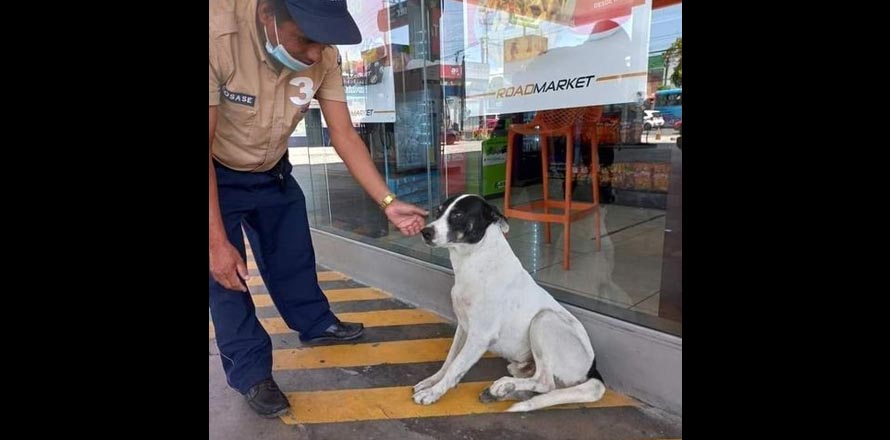 “Cabezón”, el perrito que fue adoptado por los empleados de una gasolinera en Ilopango