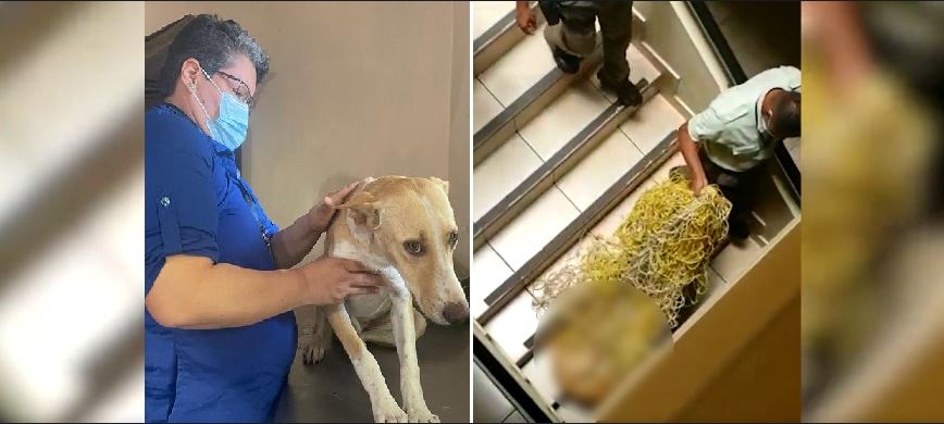 Imponen la sanción más alta a institución de Santa Ana tras denuncia de maltrato animal