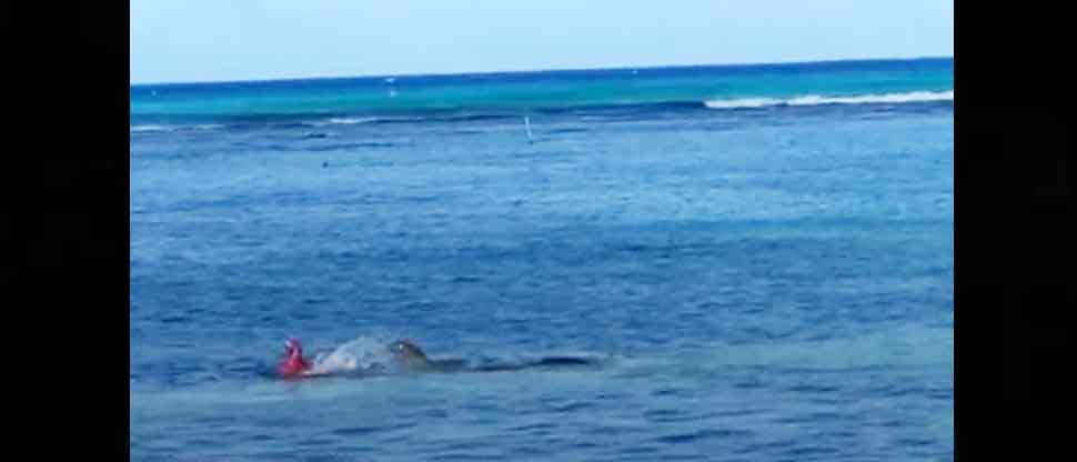 VIDEO: Este es el angustioso momento de turista que fue atacada por una foca en Hawái