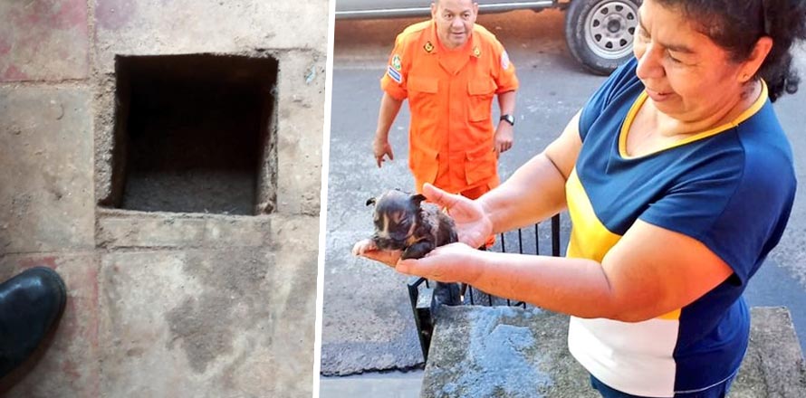 Bomberos realizan heroico rescate de un cachorro que cayó al fondo de un tragante
