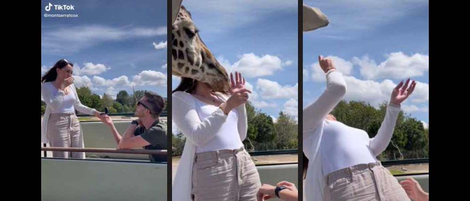 Jirafa arruina una propuesta de matrimonio y deja lesionada a la prometida