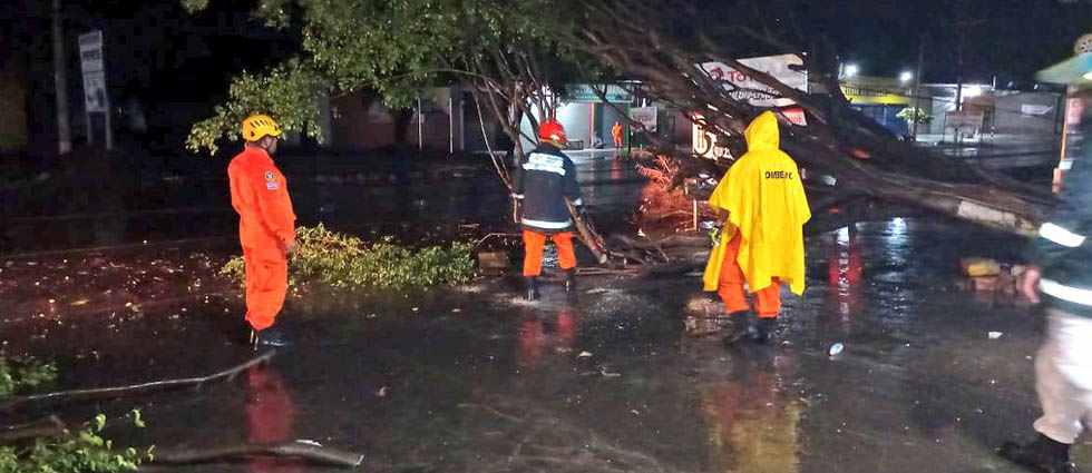Remueven árbol de gran tamaño que lluvias derribaron sobre la carretera Litoral