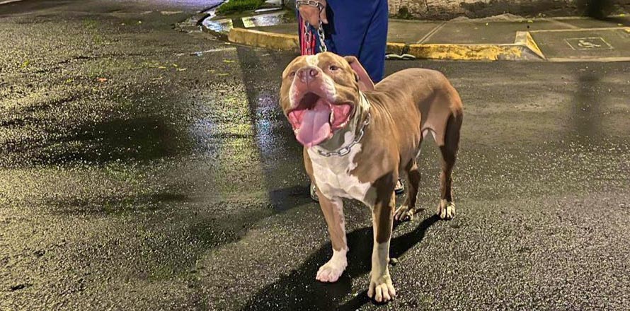 Rescatan a perrito que fue abandonado en zona de la colonia Utila