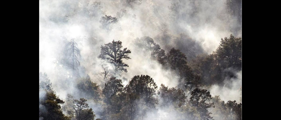 Estadounidense incendia 25 hectáreas de bosque al intentar quemar una araña