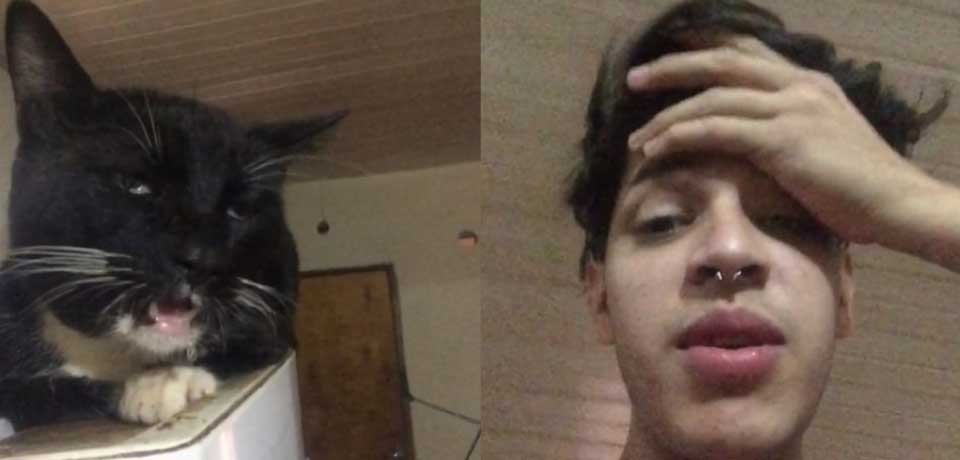 Gato se pone una «loquera» tras comerse los brownies con marihuana de su dueño