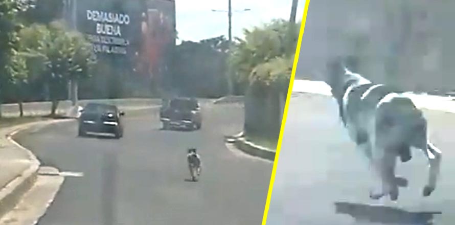 [VIDEO] Denuncian a personas que abandonaron a un perro en el centro de San Salvador