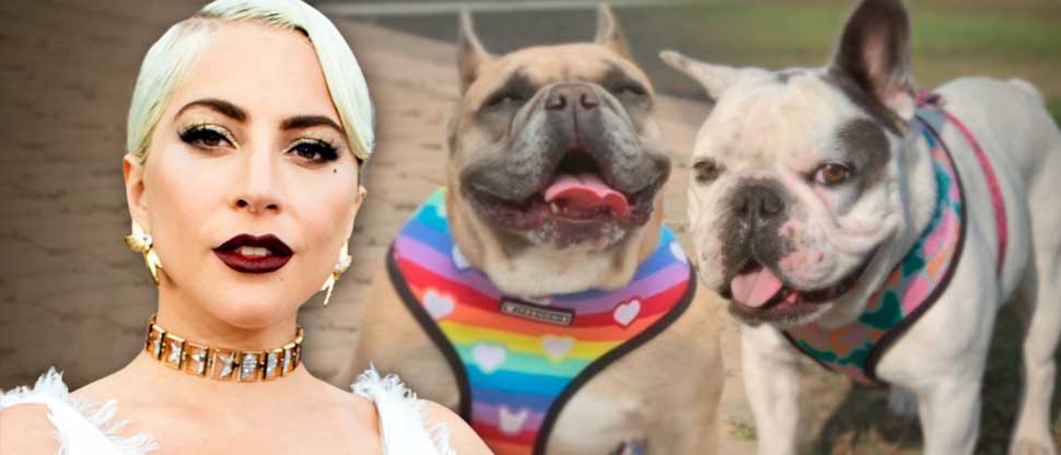 Condenan a prisión sujeto que participó por robar los perros de Lady Gaga