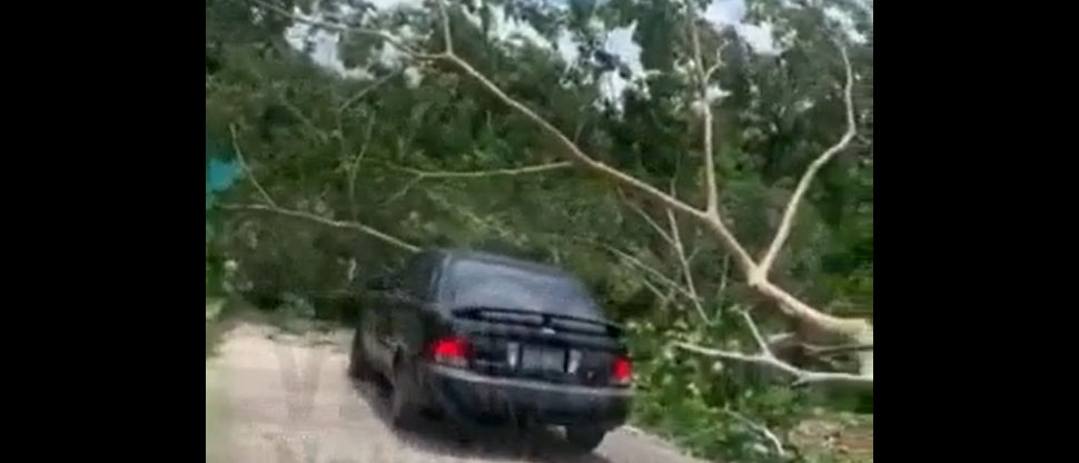 VIDEO: Conductora se salva de ser aplastada por un árbol de gran tamaño en La Paz