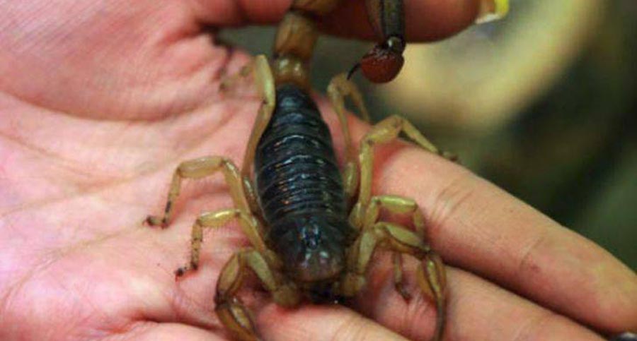 Niña de un año muere tras ser picada por un alacrán