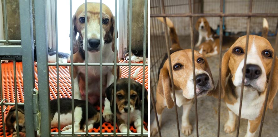 Rescatan a más de 4,000 perros Beagle que serían usados para experimentos en EE.UU.