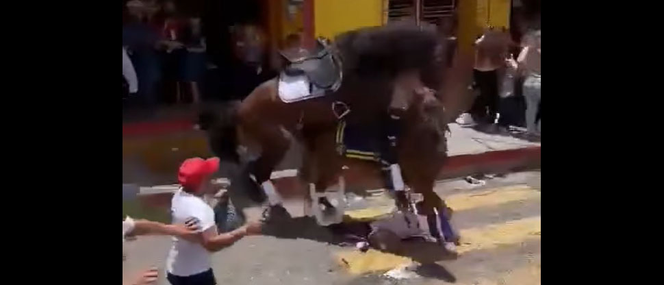 Caballo pura sangre trata de reproducirse con yegua en pleno desfile en Chiquimula