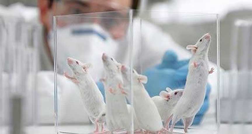 Científicos crean los primeros «embriones sintéticos» con células madre de ratón