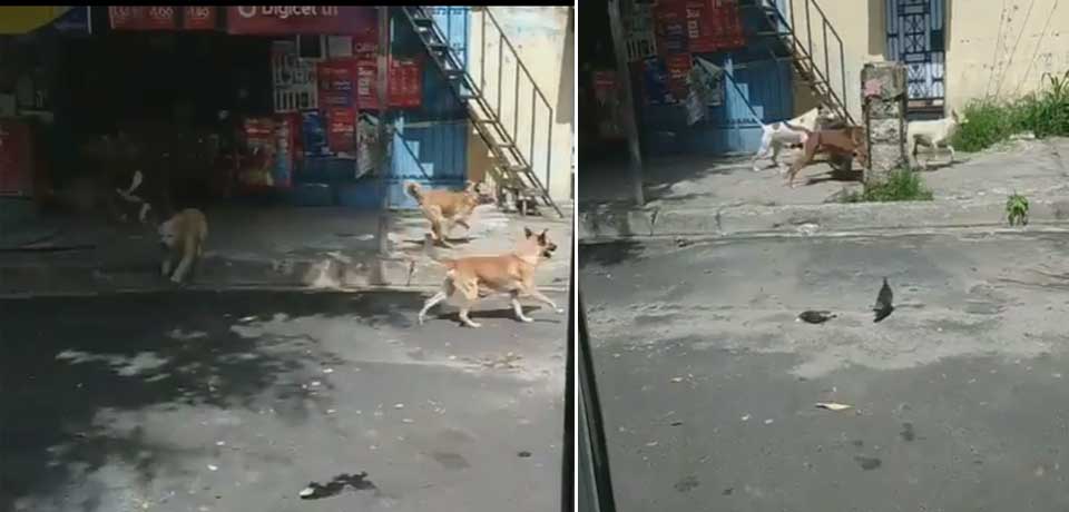 Piden resguardar a perrita seguida por una jauría de perros en brama en San Marcos