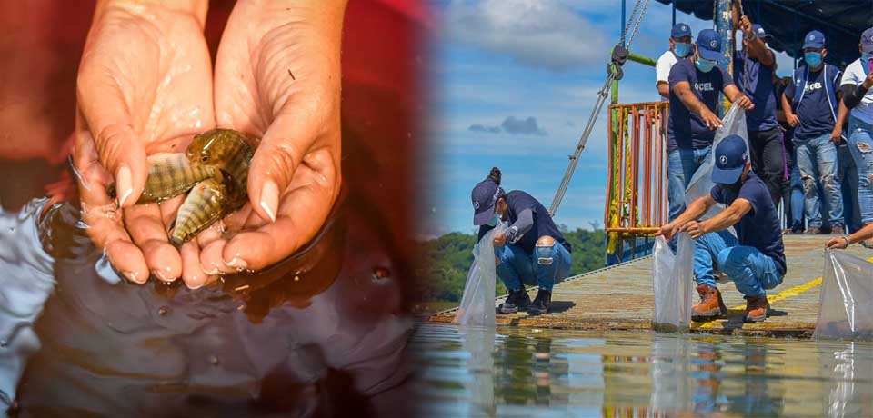 Liberan más de 1 millón de alevines para mantener productivos los embalses y potenciar la pesca artesanal