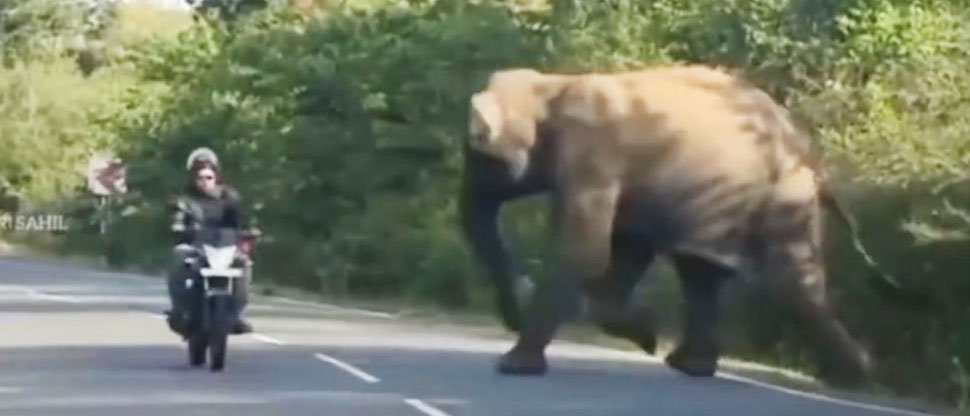 Un elefante sale a la carretera a pedir ayuda