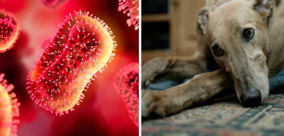 Detectan el primer caso de transmisión de viruela del mono de humano a perro