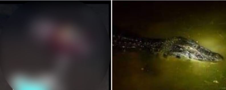 Hombre muere atacado por un cocodrilo en La Unión
