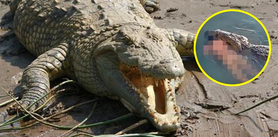 VIDEO | Captan cocodrilo paseando con el cadáver de un hombre en Laguna de Tampico