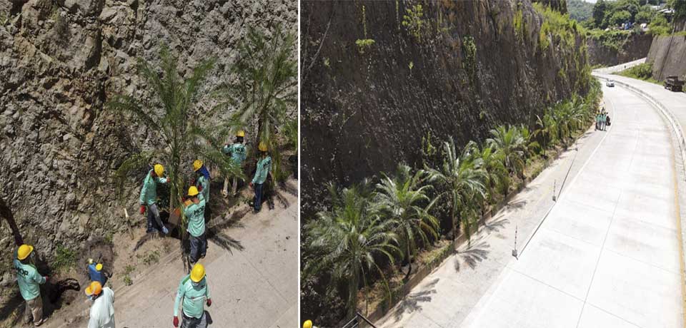 MOP realiza plantación de palmeras que embellecerán la carretera al Puerto de La Libertad