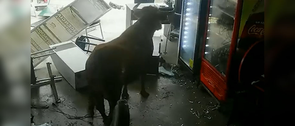 Toro que iba al matadero se escapa y causa destrozos en el centro de Lima, Perú