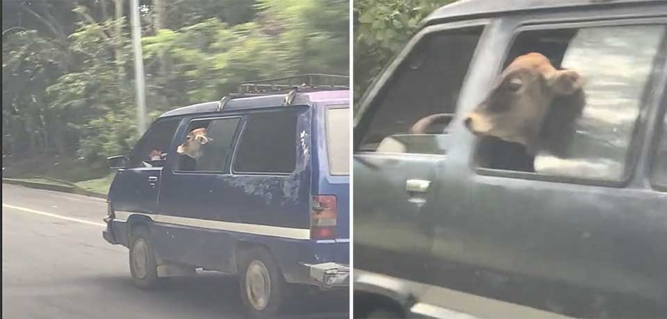 Salvadoreño se las ingenia para transportar al ganado en un microbús