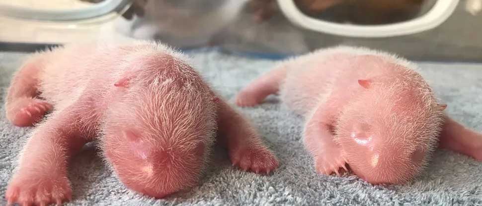 Nacen 2 crías de osos pandas en un centro de investigación de China