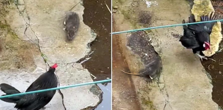 Captan pelea entre un gallo y una rata; uno de los dos no vivió para contarlo [VIDEO]