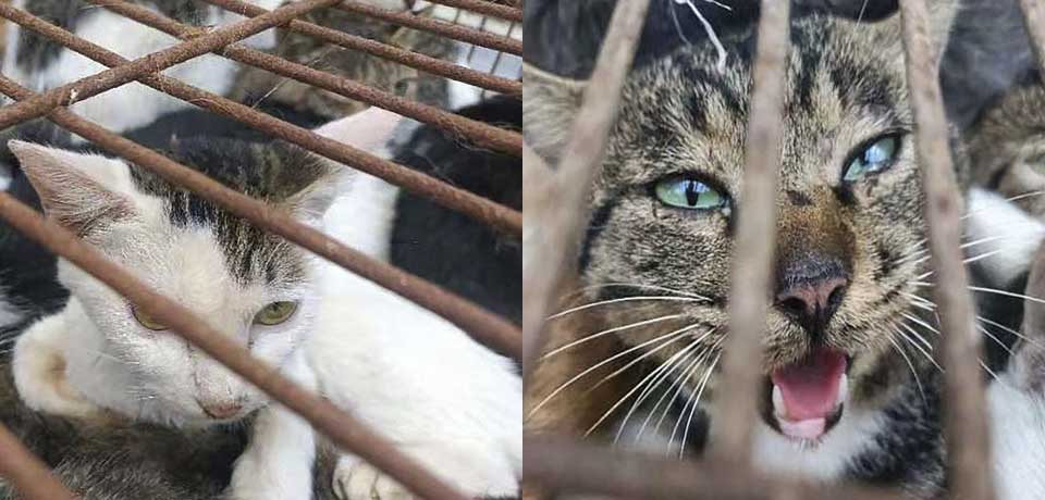 Rescatan 150 gatos capturados para consumo humano en China