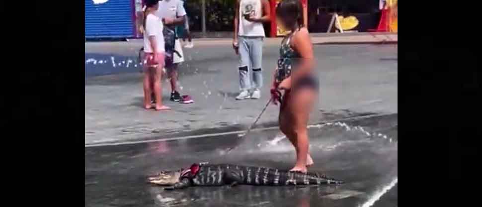 VIDEO: Niña saca a pasear a su mascota; pero no era un perro o un gato, sino un caimán