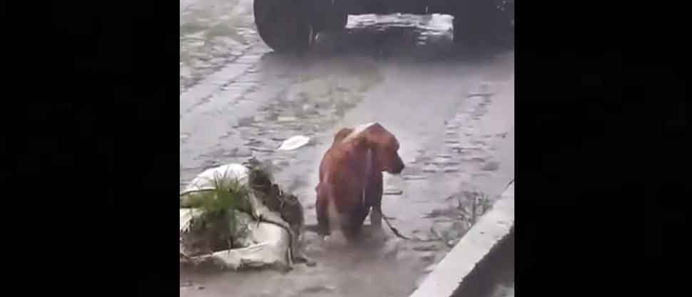 “Sus dueños no tienen corazón”: Dejaron amarrado a su perro mojándose en plena calle de La Libertad