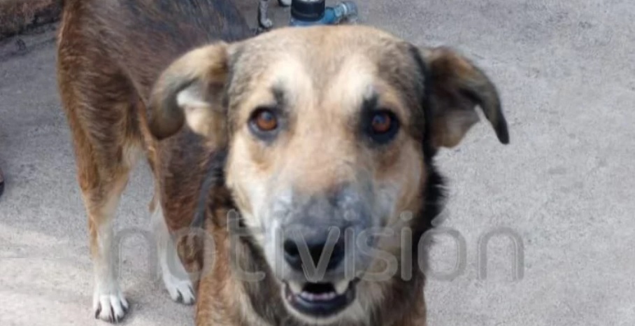 Perrito salva a su dueña de ser asaltada y apuñalada en Bolivia