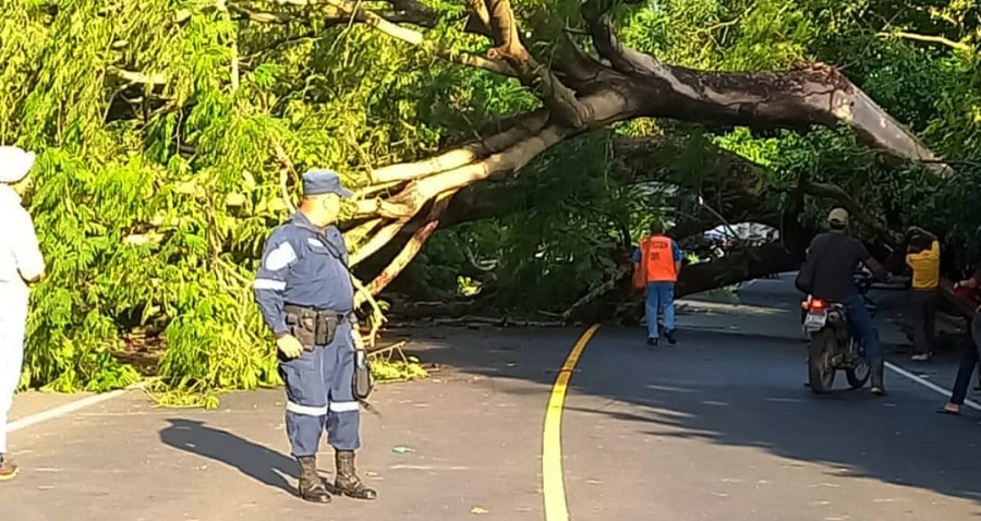 Árbol cae sobre la carretera que conduce hacia San Francisco Menéndez, Ahuachapán