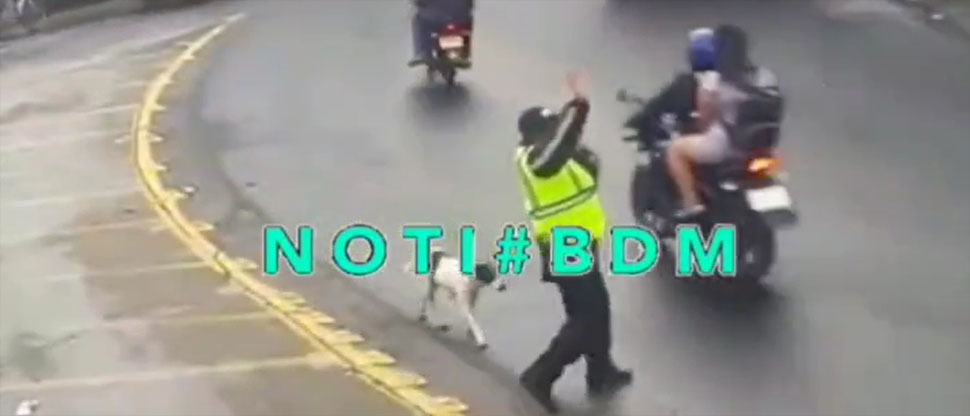Policía Municipal de Tránsito detiene el tráfico para dar vía a un perrito