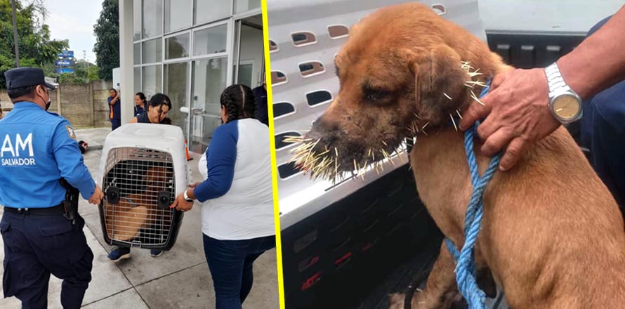 Rescatan a un perrito que fue atacado por un puercoespín en San Salvador