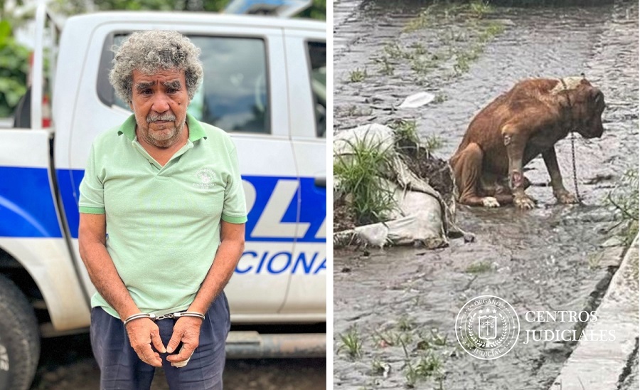 Condenan a hombre que mantuvo amarrado y sin comida a su perro por varios días