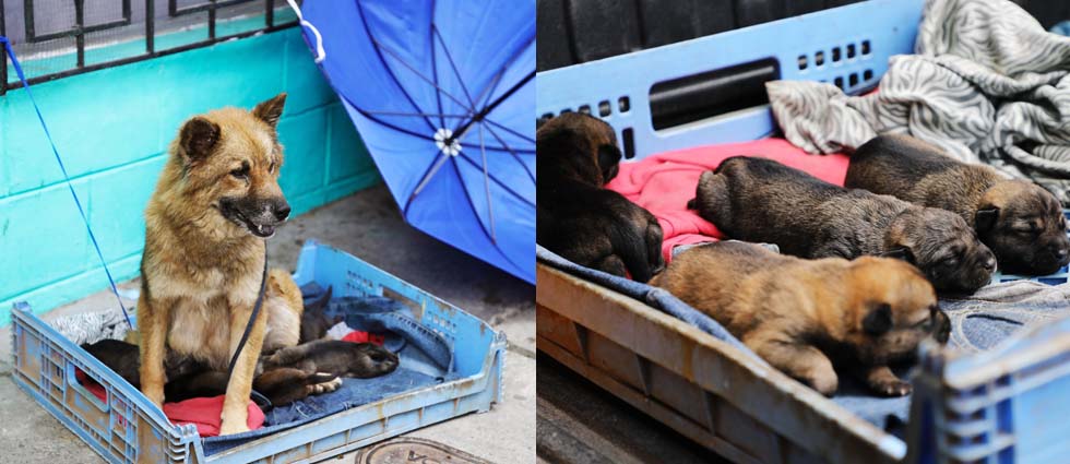Rescatan a perrita abandonada tras dar a luz a cinco cachorros en plena calle