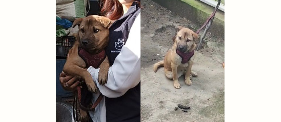 Policía decomisa perrita tras que vivía en condiciones de riesgo e insalubridad