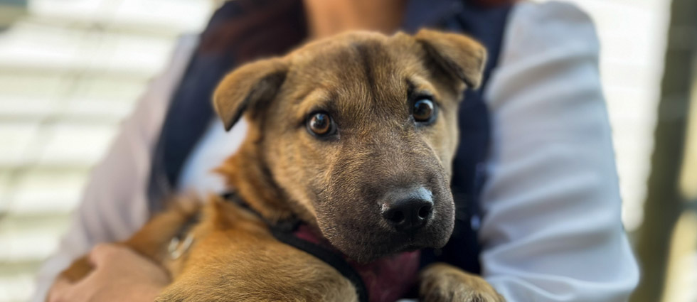 Tras decomiso de perrita maltratada prohíben a dueños volver a tener mascotas de compañía