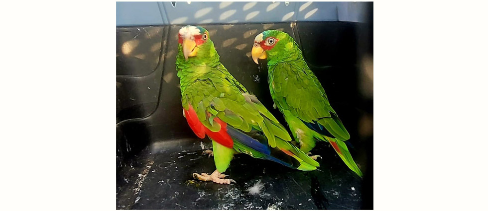 Decomisan cuatro loras que están en peligro de extinción que mantenían viviendo en condiciones inadecuadas