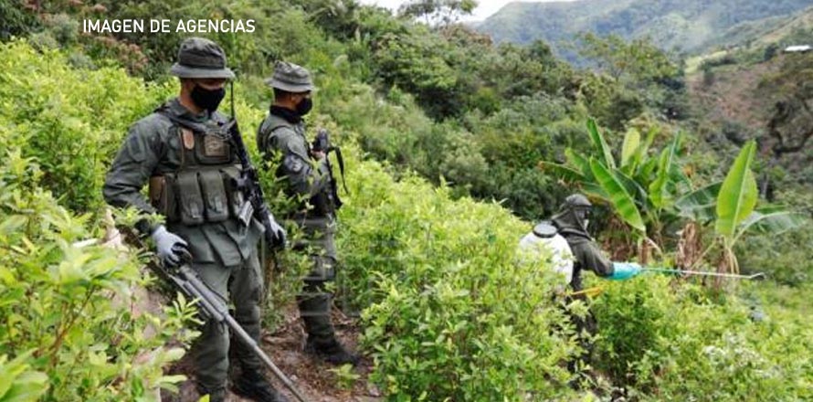 Honduras pasó de ser puente a productor de coca, según ex agente de la DEA
